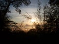 Silluate trees on the sky sunrise Royalty Free Stock Photo