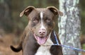 Silly Chocolate Lab Pitbull mutt panting and wagging tail Royalty Free Stock Photo