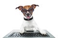 Silly computer dog Royalty Free Stock Photo