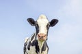 Silly cow looking friendly, portrait of a squinting and cute, medium shot of a black-and-white in front of a blue sky Royalty Free Stock Photo