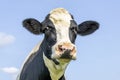 Silly cow head, squinted friendly looking, black and white, pink nose and in front of a blue sky Royalty Free Stock Photo