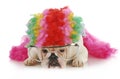 Silly dog Royalty Free Stock Photo