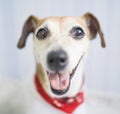 Silly dog happy smiling portrait. Royalty Free Stock Photo