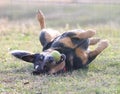 Silly dog playing with tennis ball rolling in grass Royalty Free Stock Photo