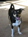 Silly Dog with Tongue out, standing on Carpet Royalty Free Stock Photo