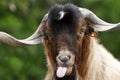 Silly Goat Royalty Free Stock Photo