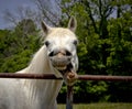 Silly horse looking at viewer Royalty Free Stock Photo