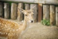 Silly little shy mottled deer