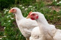 Silly look of a hen, closeup