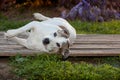 Senior American Staffordshire Terrier, pitbull, lays on her side on wood