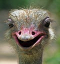 Silly Ostrich