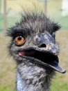 Silly ostrich