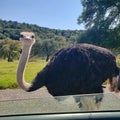 Silly Ostrich