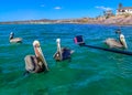 Silly pelicans floating on sea look at camera Royalty Free Stock Photo