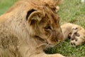 Silly playful African lion cub