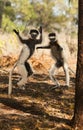 Silly Playful Dancing Sifaka Lemurs