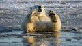 silly polar bear, Funny polar bear. Polar bear sitting in a funny pose. white bear. AI Generative Royalty Free Stock Photo