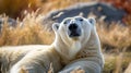 silly polar bear, Funny polar bear. Polar bear sitting in a funny pose. white bear. AI Generative Royalty Free Stock Photo