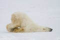 Silly polar bear Royalty Free Stock Photo