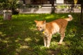 Silly red cat in garden with sun dogs in summer.