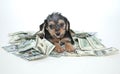 Silly Rich Morkie Puppy