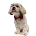 Silly Shih Tzu puppy wearing bowtie and panting