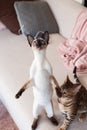 Silly Siamese Kitten Standing Up