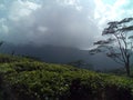 Silom tea in sri lanka