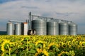 Silos . Field with sunflowers . Royalty Free Stock Photo