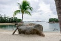 Siloso Beach Sentosa is the most famous white beach in Singapore. Siloso Beach Sentosa, Singapore, March 15 2019 Royalty Free Stock Photo