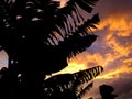 Silouette of banana trees