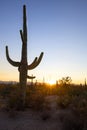 Silouette Of A Cactus At Sunset Royalty Free Stock Photo