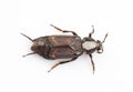 Silphidae Royalty Free Stock Photo