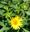 Silphium laciniatum is a species of flowering plant