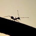 Siluet of ant at the sunset hjkak