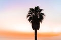Siluet palm trees against the pink-orange sunset sky Royalty Free Stock Photo