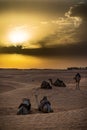 Siluetas de camellos en el desierto del Sahara