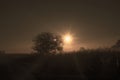 Siluette of a tree on a sunset background Royalty Free Stock Photo