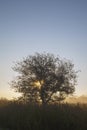 Siluette of a tree on a sunset background Royalty Free Stock Photo