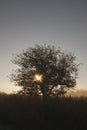Siluette of a tree on a sunset background Royalty Free Stock Photo