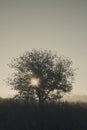 Siluette of a tree on a sunset background Royalty Free Stock Photo