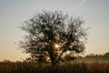 Siluette of a tree on a sunset background Royalty Free Stock Photo