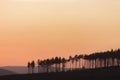 Siluettes Tall pine trees at sunset. Orange sky Royalty Free Stock Photo