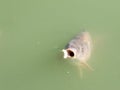 Siluriformes or Nematognathi usually called Catfish eating snacks in a green lake Royalty Free Stock Photo
