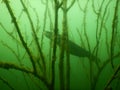 Wels catfish silurus glanis scuba diving encounter