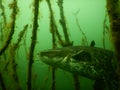 Wels catfish silurus glanis scuba diving encounter