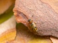 Silvan flat bark beetle, Psammoecus bipunctatus on bark