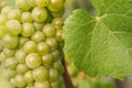 Silvaner grape with leaf of vine