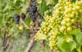 Silvaner and Portugieser grapes grow on a vineyard