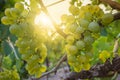 Silvaner ripens in the sun on the sweet lake